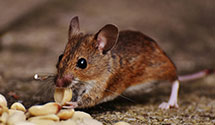 24 Hour & Emergency Exterminators in Marquette Farm, IN